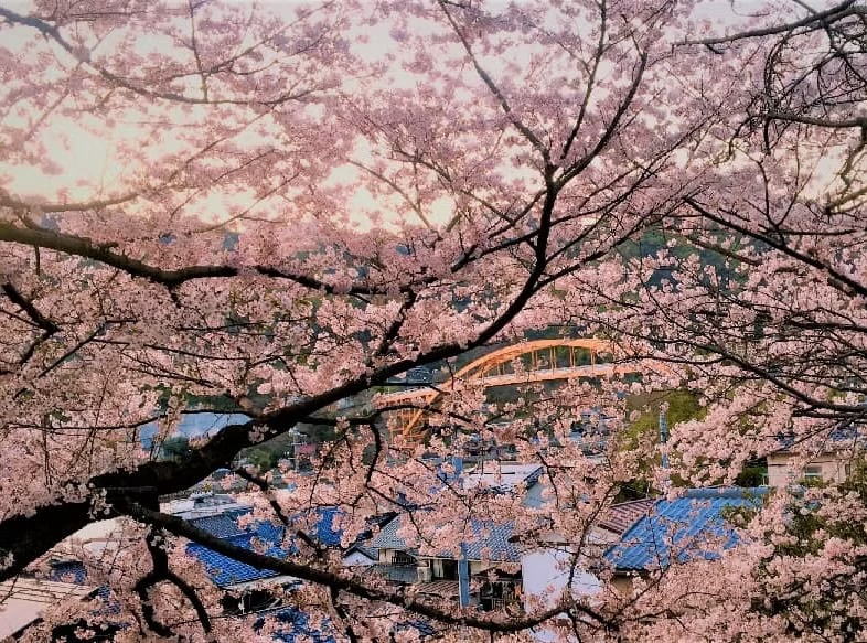 温創の桜